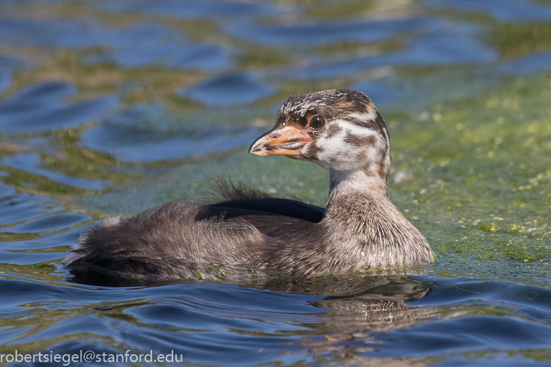 emily renzel wetlands